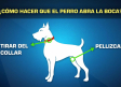 Cómo actuar ante el ataque de un perro
