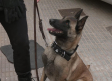 La Policía Local de Villarrobledo estrena unidad canina