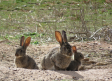 Castilla-La Mancha captura 557.000 conejos desde el 1 de enero para frenar la sobrepoblación