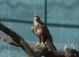 Así se salva a las aves rapaces heridas: entramos en el CERI de Sevilleja de la Jara