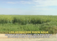 Los herbáceos piden agua - 27/04/2026
