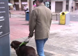 Día internacional del perro guía, jornada para reclamar el acceso a establecimientos