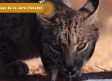 Control y recuperación del lince ibérico: hasta 2000 ejemplares censados en 2024