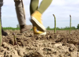 El espárrago de cultivo en Añover de Tajo