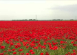 Socuéllamos se tiñe de rojo por la floración de las amapolas