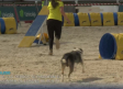 Más de 400 perros se disputan el Campeonato de España de Agility en Toledo