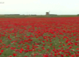 El espectáculo de los campos de amapolas de Socuéllamos