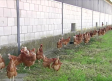 Las gallinas camperas vuelven al aire libre