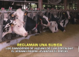 Los productores de leche reclaman una subida de precio - 06/05/2026