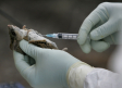 Cómo se contagia el hantavirus y qué significa "contacto muy estrecho" con un infectado