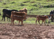 Conocemos la ganadería de toros de lidia de Juan Barriopedro