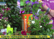 Las plantas trepadoras