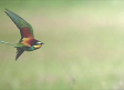 Piedrabuena acoge “Posados”, una exposición de aves fotografiadas en la provincia de Ciudad Real
