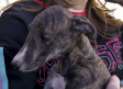 Entramos en el arca de Noé, donde perros y gatos buscan una segunda oportunidad