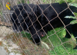 Hallan un perro con un tumor sin tratar y en condiciones deficientes en hallado en una parcela de Carranque (Toledo)
