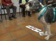 Terapia con perros para las personas mayores