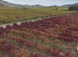 El 54,7 % de viñedo es de blancas - 08/05/2026