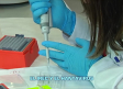 Hantavirus: los expertos piden tranquilidad
