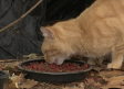 Oleada de abandono de gatos recién nacidos en San Román de los Montes