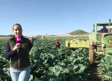 En plena campaña de la recogida de brócoli, preparamos una deliciosa receta