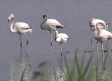 Las lluvias favorecen el flujo de aves migratorias a los humedales de nuestra región