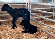 Conocemos a las ovejas negras manchegas de la finca "Ardales" en Los Yébenes