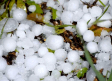 Las tormentas de abril y mayo dejaron 16000 hectáreas dañadas por pedrisco en Castilla-La Mancha