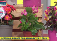 Apostamos por las begonias