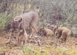 Confirman el nacimiento de tres crías de lince en el Parque Nacional de Cabañeros