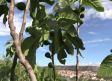Acompañamos a dos agricultores de Férez en su tarea diaria
