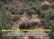 ASAJA pide investigar las peritaciones por los daños del conejo - 15/05/2026