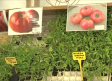 Una empresa de Aguas Nuevas recopila semillas de tomates autóctonos desde hace más de 30 años