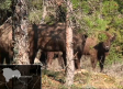 9 bisontes europeos en el Parque Natural del Alto Tajo