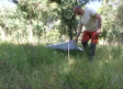 La llegada del calor favorece la proliferación de garrapatas