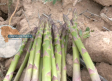 Recogemos espárragos verdes en Romanones y Armuña de Tajuña