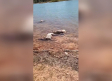 Más de una veintena de animales aparecen ahogados en "El Talave"