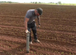 Estamos en plena temporada de plantación de cebollas