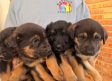 Rescate de cuatro cachorros en Cenizate por el Refugio Animalea