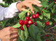 La empresa "El Ciruelo" ya está en plena recolección de la cereza