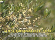La superficie de olivar en España roza los 3 millones de hectáreas - 21/05/2026