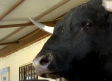 Conocemos a Tamariz, el toro bravo que se pasea por su casa