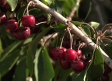 Están en plena temporada de recogida de cerezas en la provincia de Albacete