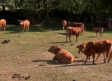Segunda generación de ganaderos de vacas Limusina en Pelahustán