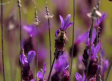 Ruta por Guadalajara para disfrutar de las flores que nos trae la primavera