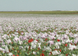 Recolectores de amapola blanca en zonas rurales de Toledo: peregrinos anuales en busca de opio