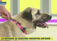 Artrosis animal