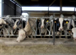 Así es el cuidado de las vacas y el proceso de ordeño de una ganadería de Velada