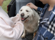 Más de 15 millones de mascotas viven en hogares de nuestro país, casi 752000 en Castilla-La Mancha