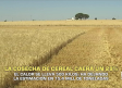 La cosecha de cereal caerá un 29 % - 05/06/2026