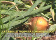 La cebolla tropieza con más stock - 09/06/2026